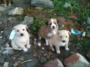 Puppies, just outside of our shoe maker's storefront